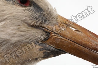 Black stork beak head 0005.jpg